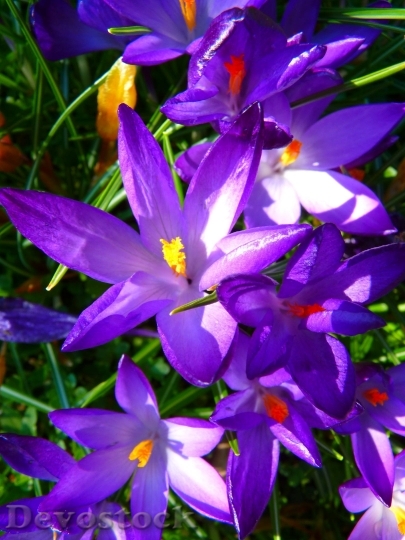 Devostock Crocus Flower Spring Buhen 8626 4K.jpeg