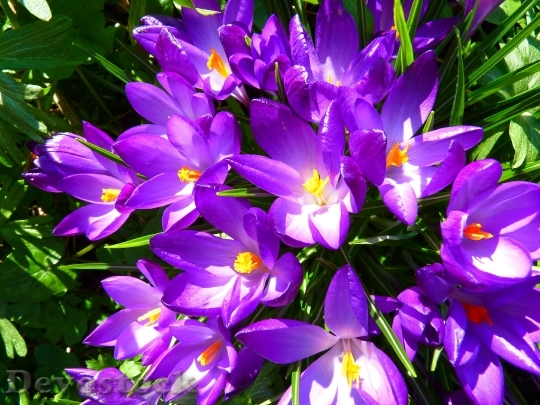 Devostock Crocus Flower Spring Purple 8795 4K.jpeg