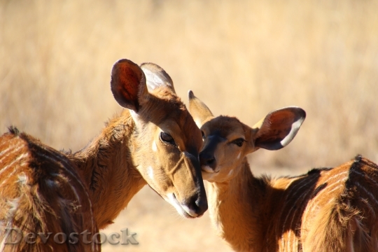 Devostock Cute Animals Deer 39130 4K