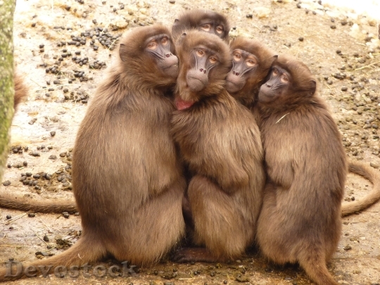 Devostock Cute Animals Monkeys 6023 4K