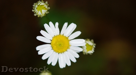 Devostock Daisy Daisies Flower Flowers 8750 4K.jpeg