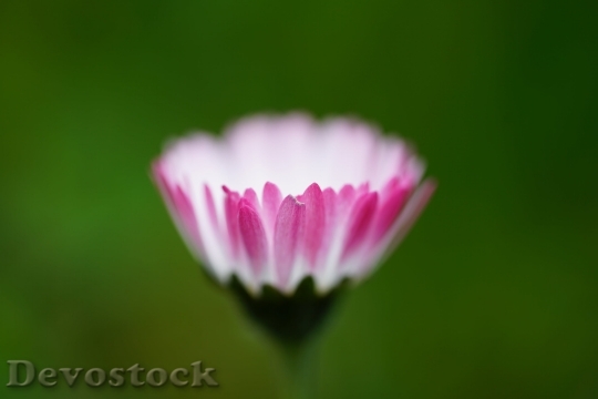 Devostock Daisy Flower Blossom Bloom 10435 4K.jpeg