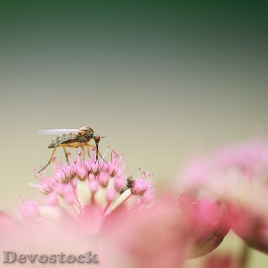 Devostock Dance Fly Insect Macro Close 16286 4K.jpeg