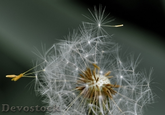 Devostock Dandelion Blowball Seeds Wind 5311 4K.jpeg