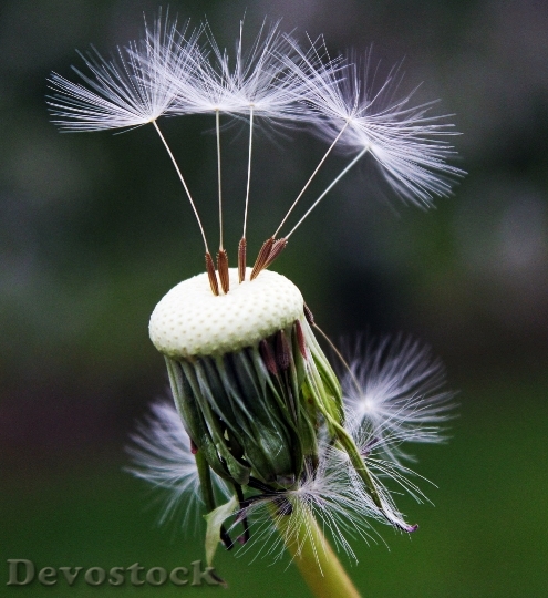 Devostock Dandelion Seeds Nature Spring 10138 4K.jpeg