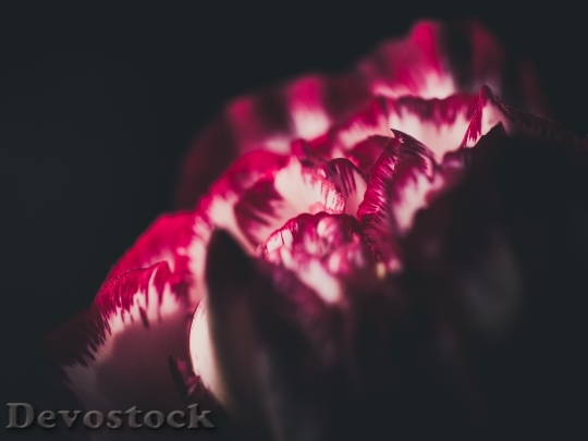 Devostock Dark Petals Blur 4K