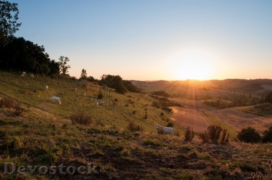 Devostock Dawn Sunset Sunrise Cows Nature 4K