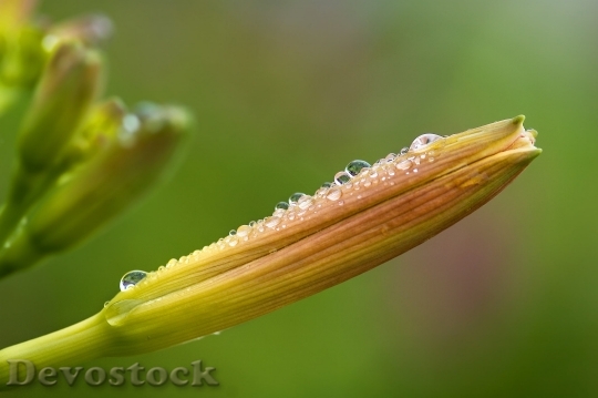 Devostock Daylily Hemerocallis Daylily Hemerocallis Day Lily Plants 7663 4K.jpeg