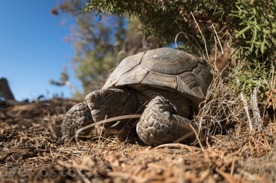 Devostock Desert Tortoise Gopherus Agassizii 25 HD