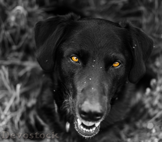 Devostock Dog Blur Labrador 37219 4K