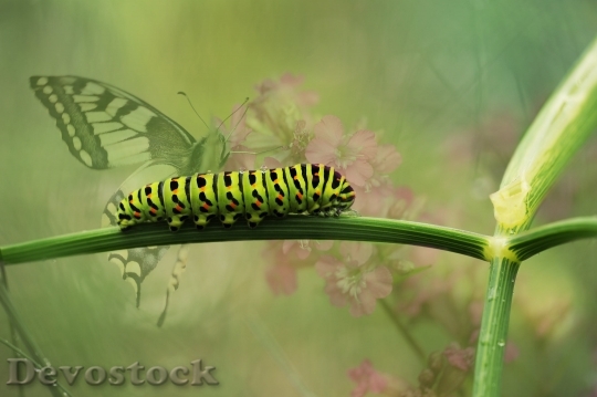 Devostock Dovetail Butterfly Garden Insect 16211 4K.jpeg