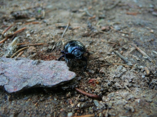Devostock Earth Boring Dung Beetles HD