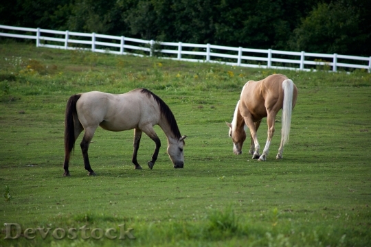 Devostock Farm Animals Horses 982 4K