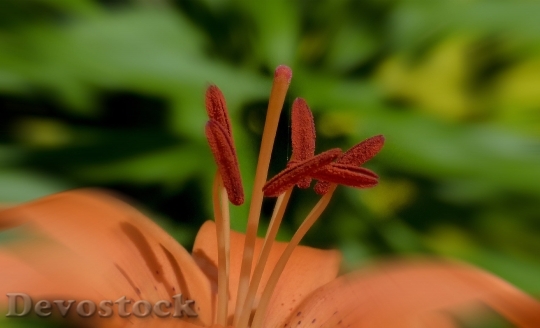 Devostock Feuerlilie Lilium Bulbiferum Flower Beautiful 6427 4K.jpeg