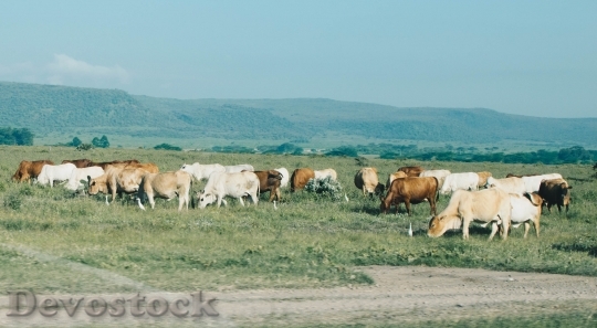Devostock Field Countryside Agriculture 119988 4K