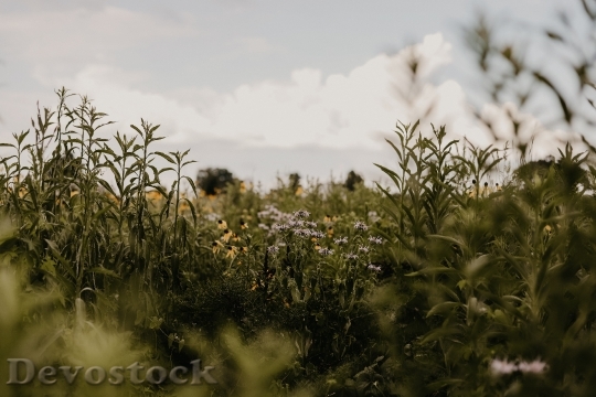 Devostock Field Flowers Countryside 122406 4K