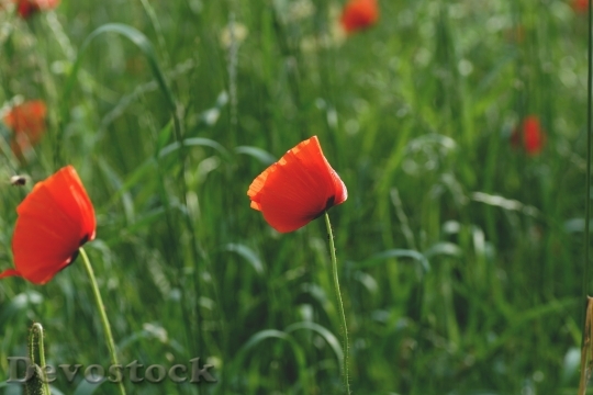 Devostock Field Flowers Grass 53497 4K