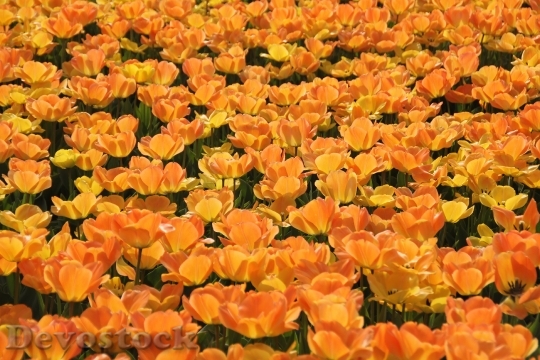 Devostock Field Flowers Petals 8802 4K