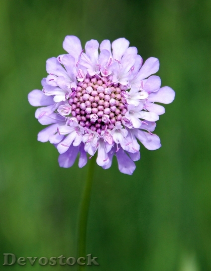 Devostock Field Scabious Purple Wild Flower 5979 4K.jpeg