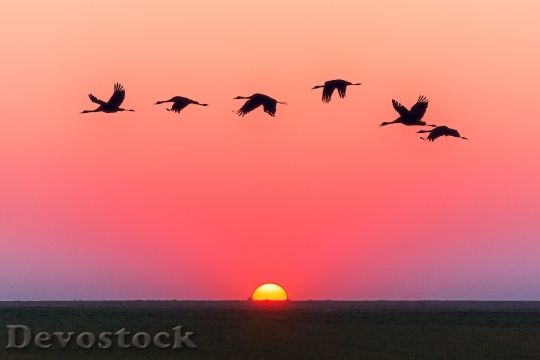 Devostock Flight Dawn Sky Sunset Birds 4K