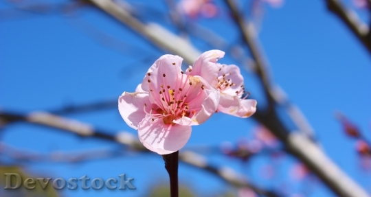 Devostock Flower Bloom 1074 4K