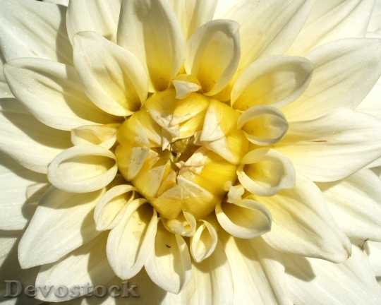 Devostock Flower Bloom Blossom 13068 4K