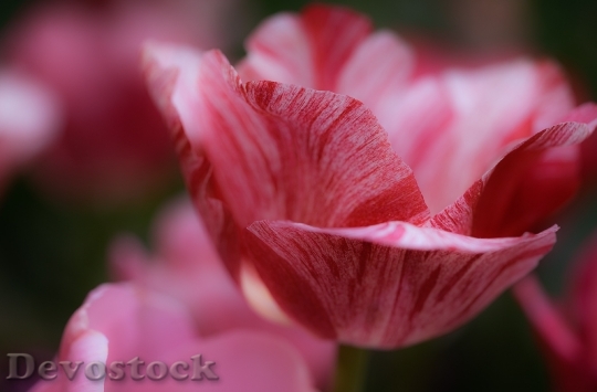 Devostock Flower Bloom Blossom 134019 4K