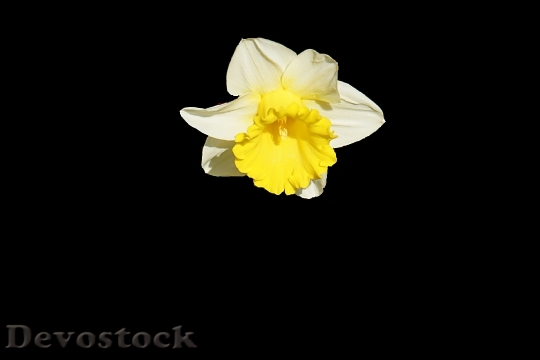 Devostock Flower Bloom Blossom 9578 4K