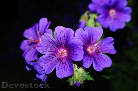 Devostock Flower Blossom Bloom Blue 5548 4K.jpeg