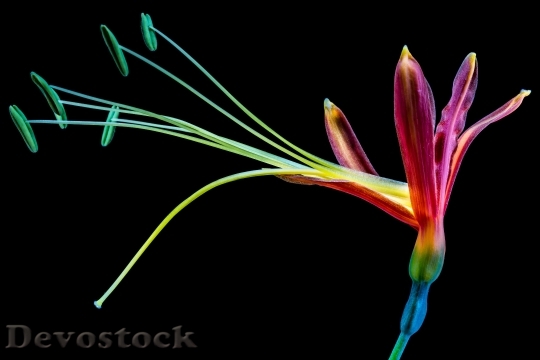 Devostock Flower Blossom Bloom Colorful 5763 4K.jpeg