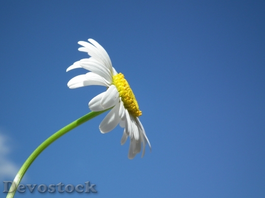 Devostock Flower Daisy White Flowers 6418 4K.jpeg