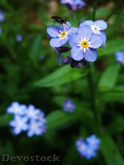 Devostock Flower Flowers Insect Blue 5510 4K.jpeg