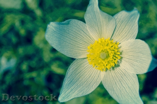 Devostock Flower Macro Bloom 10273 4K