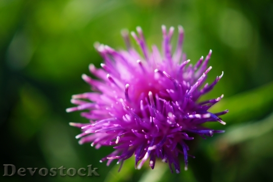 Devostock Flower Macro Bloom 11544 4K
