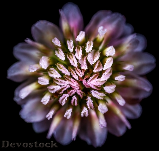 Devostock Flower Macro Bloom 77438 4K