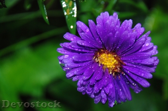 Devostock Flower Macro Bloom 8754 4K