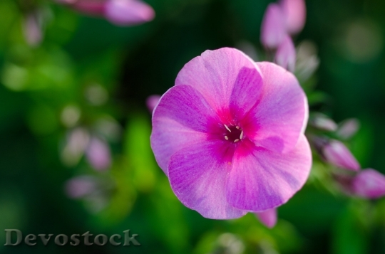 Devostock Flower Pink Bud Bloom 37042 4K.jpeg