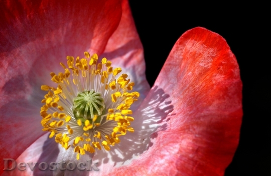 Devostock Flower Poppy Bloom 7079 4K