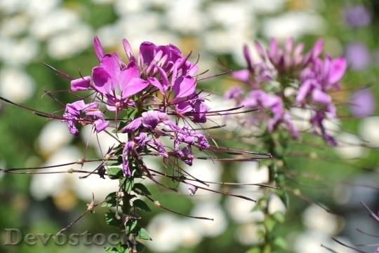 Devostock Flower Purple Flower Flower In Flower Light Purple 59763 4K.jpeg