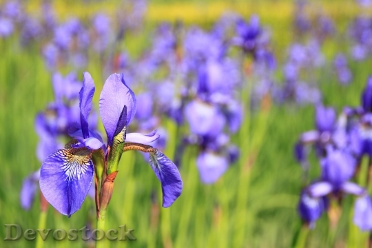 Devostock Flower Purple Flowers Meadow 6988 4K.jpeg