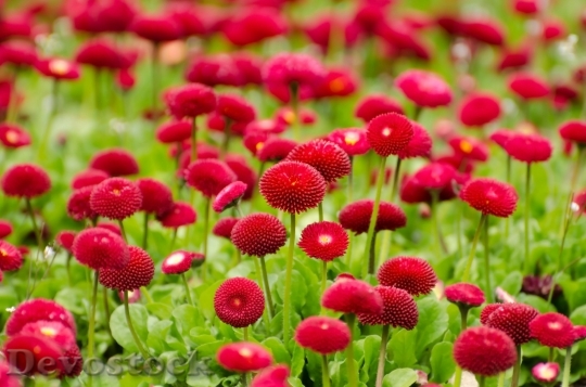 Devostock Flower Red Summer Spring 5768 4K.jpeg