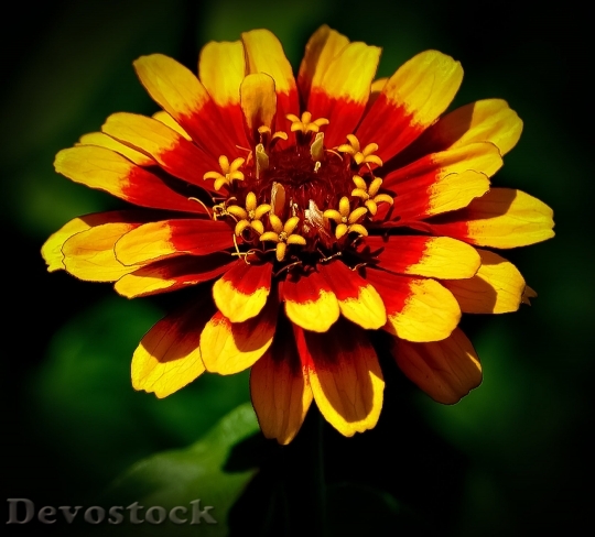 Devostock Flower Red Yellow Green 5303 4K.jpeg