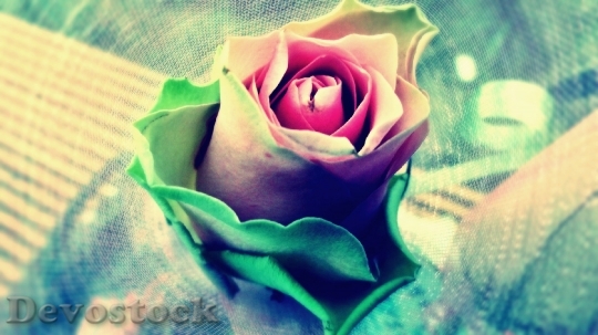 Devostock Flower Rose Bloom 14125 4K