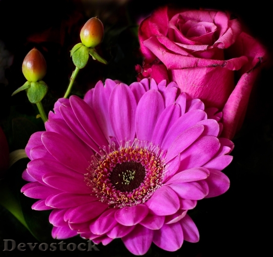 Devostock Flower Rose Blossom Bloom 5538 4K.jpeg
