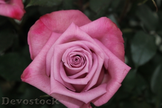 Devostock Flower Rose Flora 96796 4K