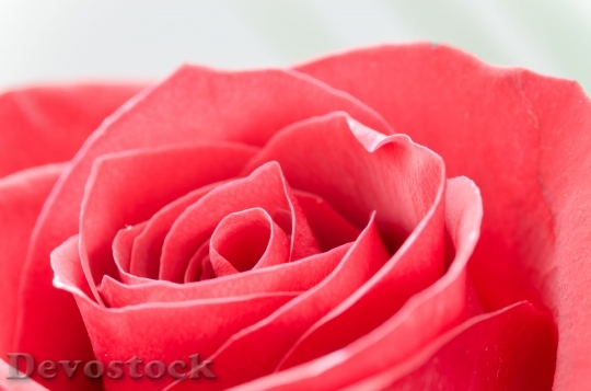 Devostock Flower Rose Macro Nature 63056 4K.jpeg
