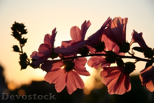 Devostock Flower Sun Spring 3899 4K.jpeg