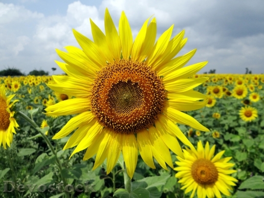 Devostock Flower Sunflower Karnataka India 6421 4K.jpeg