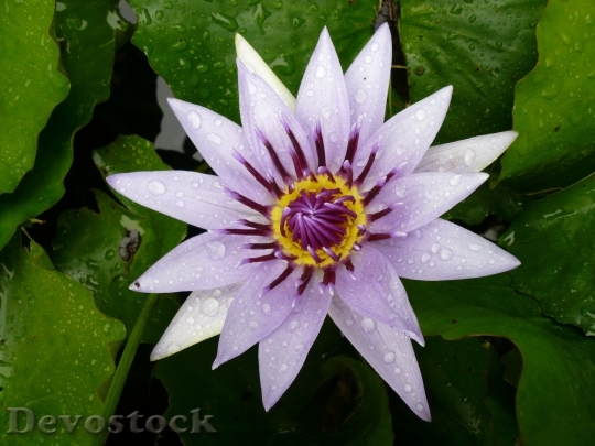 Devostock Flower Water Lily Purple Martinique 7066 4K.jpeg