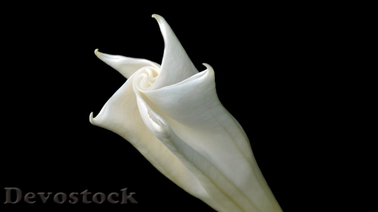 Devostock Flower White Romantic Nature 4041 4K.jpeg